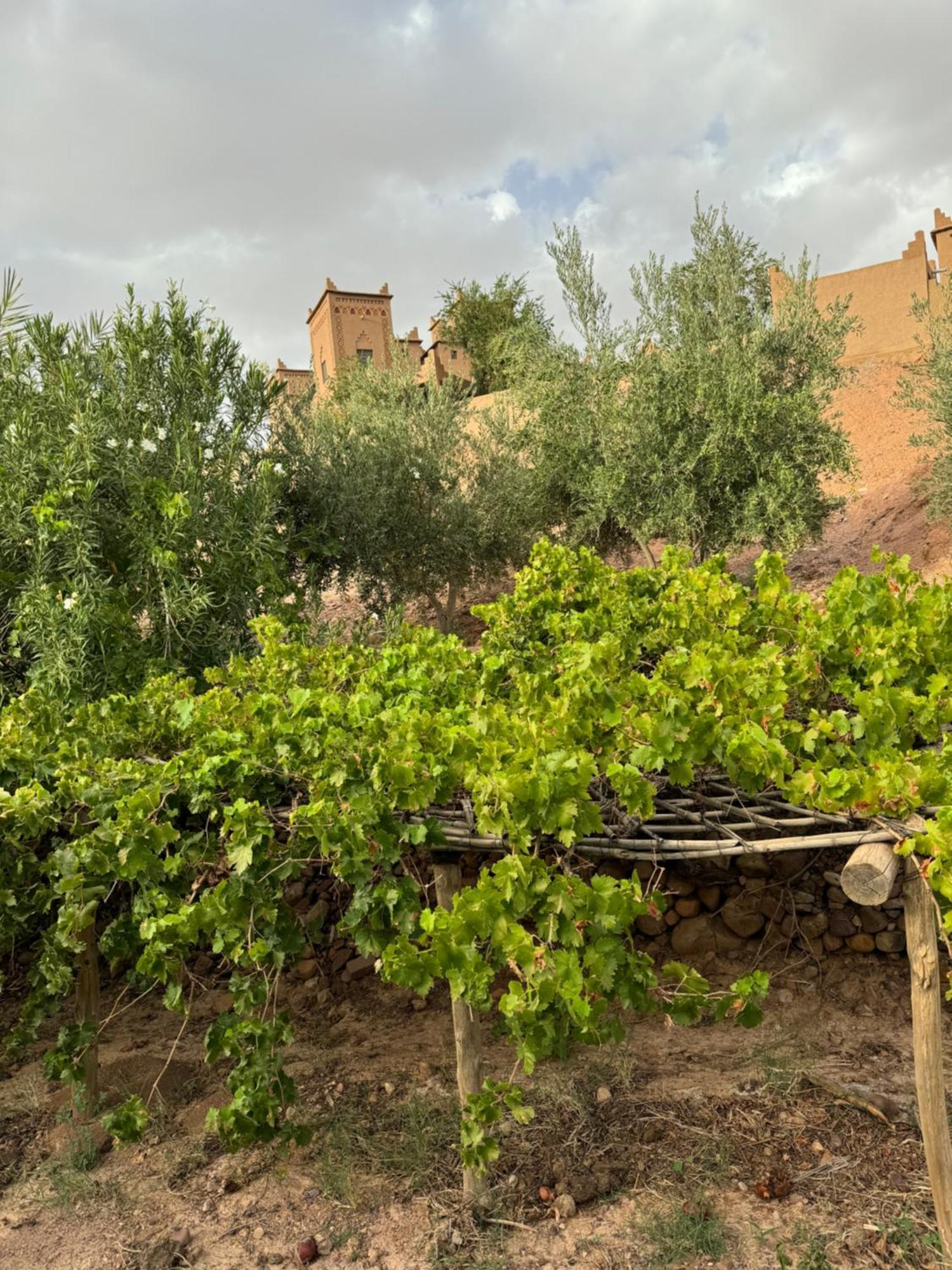 Hotel Kasbah Ait Benhadda Skoura Exterior foto